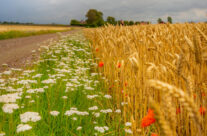 Country Side