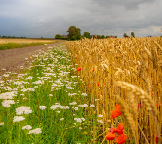 Country Side