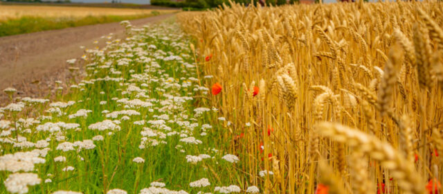 Country Side